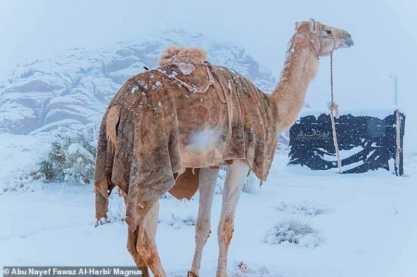 38110766-9156697-The_temperature_fell_as_low_as_2C_28F_in_the_southwestern_region-a-89_1610897374732-600x398.jpg